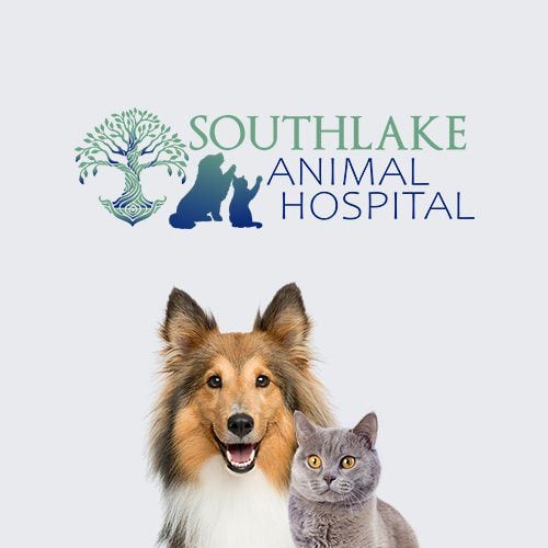 South Lake Animal Hospital