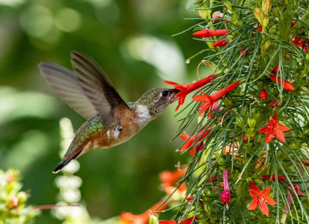 Buchanan's Native Plants